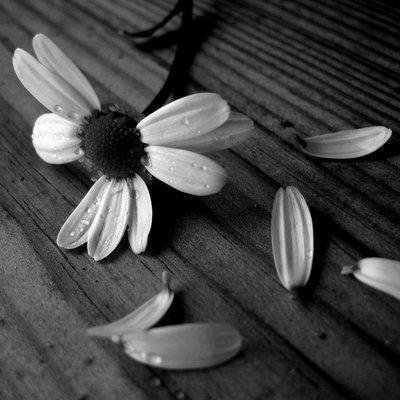 Tristesse°°°°° dans MES EMOTIONS MES REVOLTES une_fl10