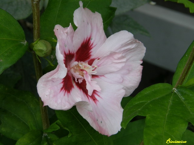 Fleurs d'été. dans Fleurs et plantes 640_p715