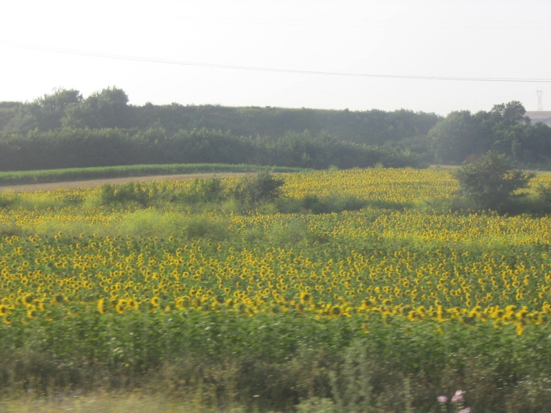 Paveikslėlis