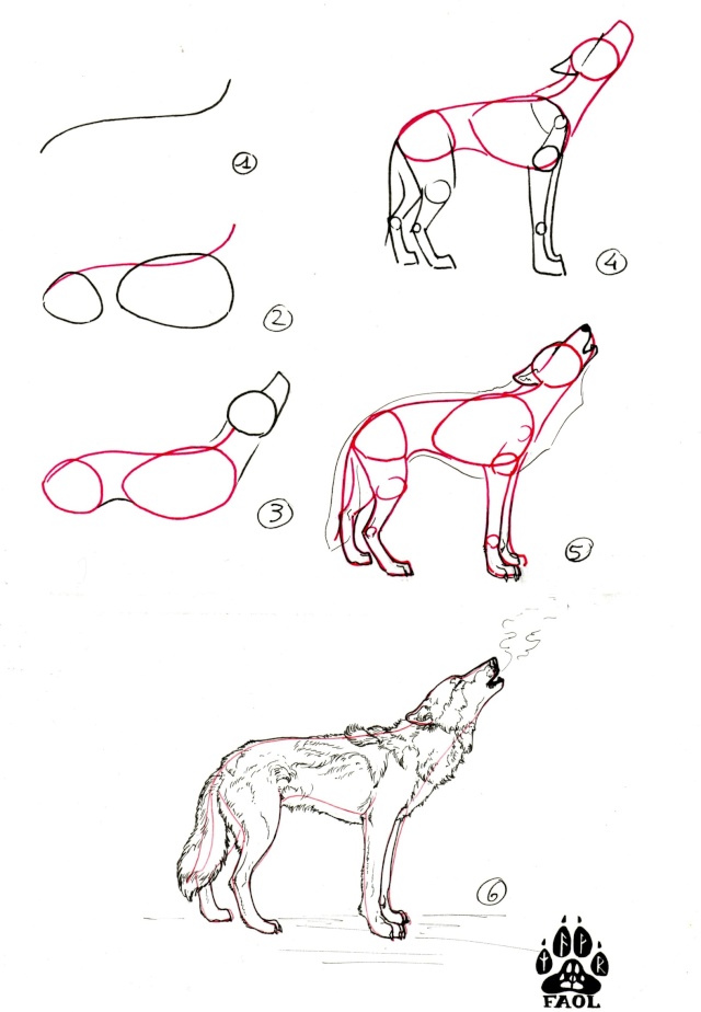 comment dessiner un loup