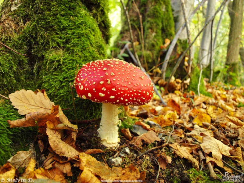 Image hébergée par servimg.com