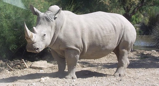Rhinocéros blanc zoologie Ceratotherium simum johannesburg afrique du sud réseau de braconniers 22 septembre 2010