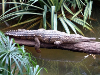 zoologie forum attaque Australie pêcheur reptile saurien Northern Territory News hôpital royal de Darwin rivière Adelaide avril 2011 crocodile de Johnston Crocodylus johnsoni Crocodylus porosus crocodile marin frappe dans les yeux
