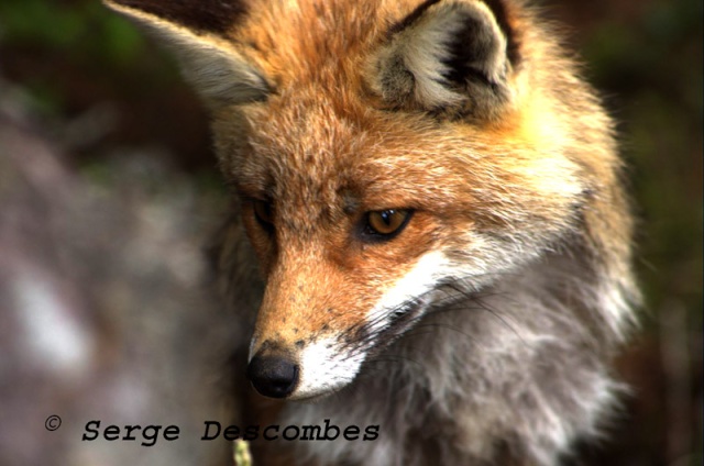 zoologie forum comportement animal massif de la Chartreuse renard roux vulpes vulpes mammifère peu craintif mai 2011 col de l'Alpe