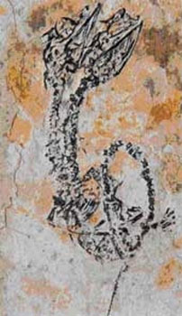 paléontologie hydre animal déformé tératologie forum foetus Hyphalosaurus à deux têtes 2007 anomalie