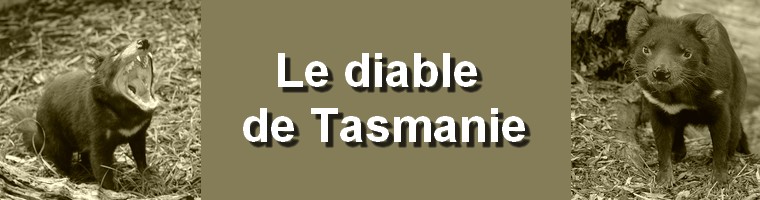 Zoologie forum diable de tasmanie Sarcophilus harrisii espèce menacée