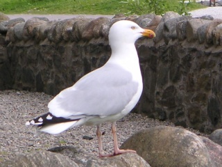 zoologie ornithologie guerre goélands argentés Larus argentatus stérilisation des oeufs Daniel Gosmat goéland brun forum Rennes France mai 2011