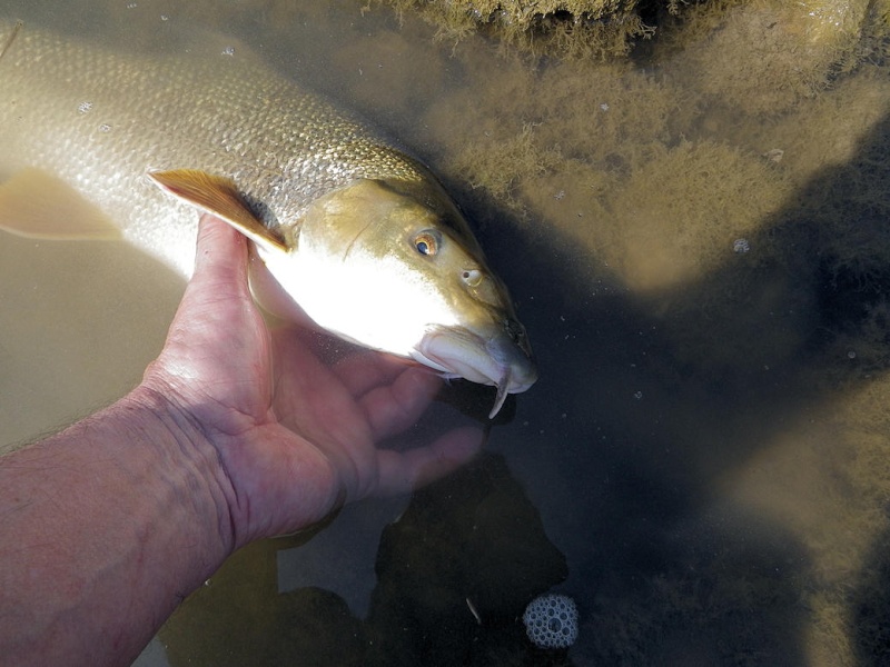 Dr.Fish Lot de 10 têtes plombées pour pêche en eau salée avec yeux