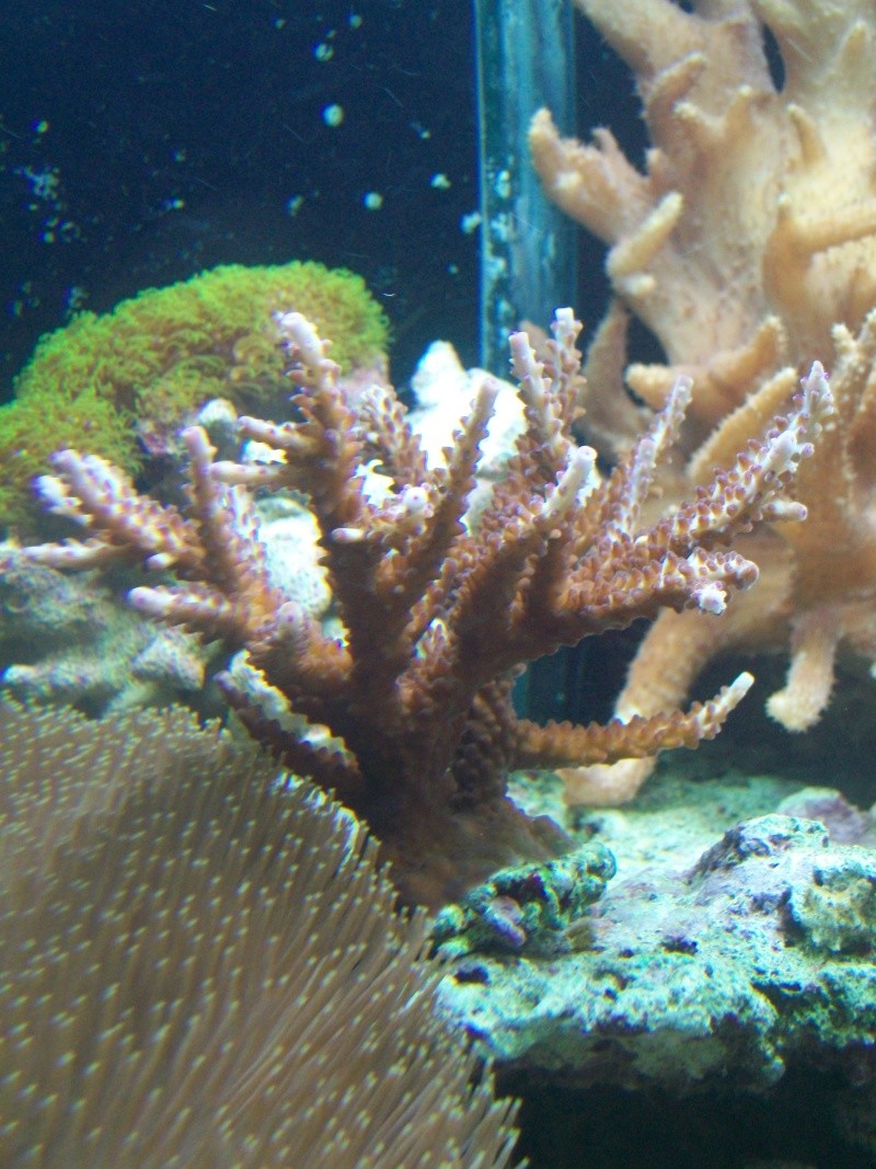 Acropora rose