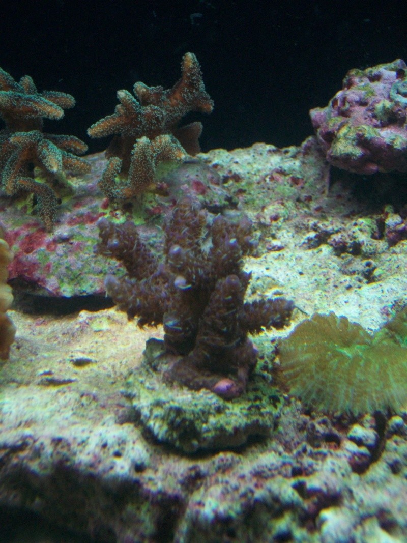 Acropora millepora mauve