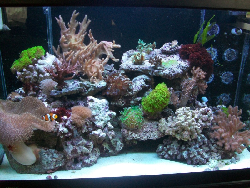 Nouvel éclairage aquarium avec fiji purple et ati