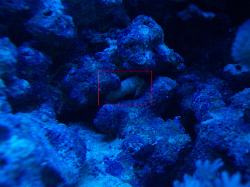 crabe inconnu dans mon aquarium récifal
