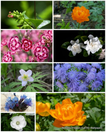 85 Beautiful Flowers Full HD Wallpapers