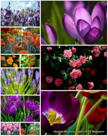 albanian wallpapers. 35 Beautiful Blooming Flowers HDTV Wallpapers JPG | 35 Pics | 1920x1080 px | 32,7 Mb