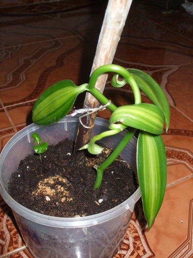 comment planter bouture de vanille