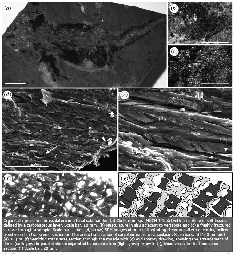 oldest carbon dating dinosaur bones