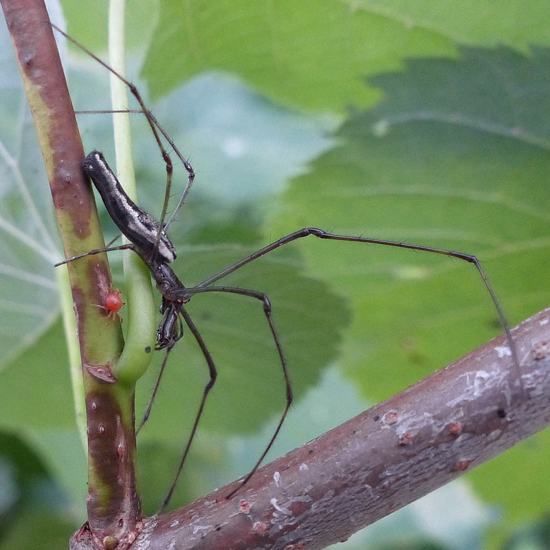 Global : Photos D'Araignées Du Québec - Arachnides Québécois - Araignée ...