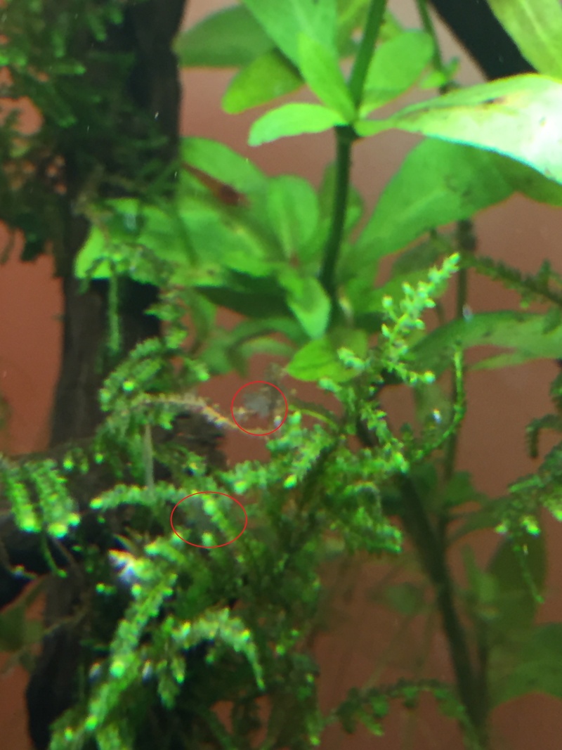 algues sur la mousse de l'aquarium
