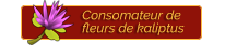 Consomateur de fleurs de kaliptus Consomateur de fleurs de kaliptus