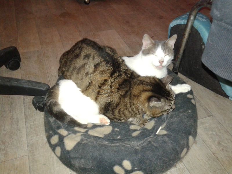 Nikita et ses copines Tlfilm Programme TV