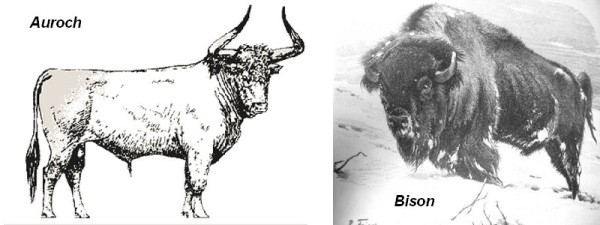bison-10.jpg