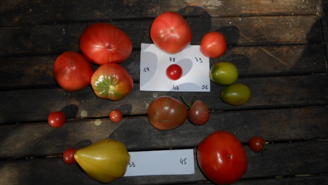 tomate25.jpg