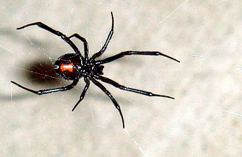 العنكبوت Spider الكاتب Knight Atlas العنكبوت Spider العنكبوت