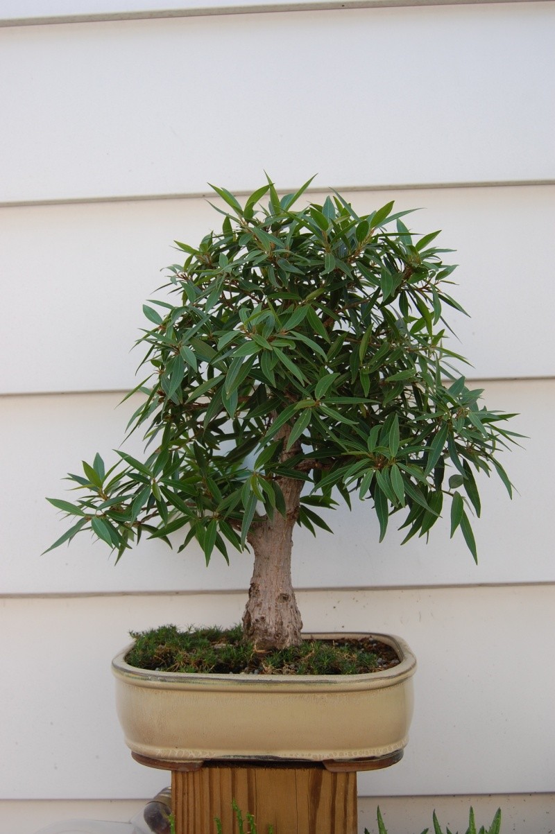 Ficus nerifolia