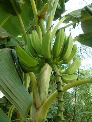 banani10.jpg