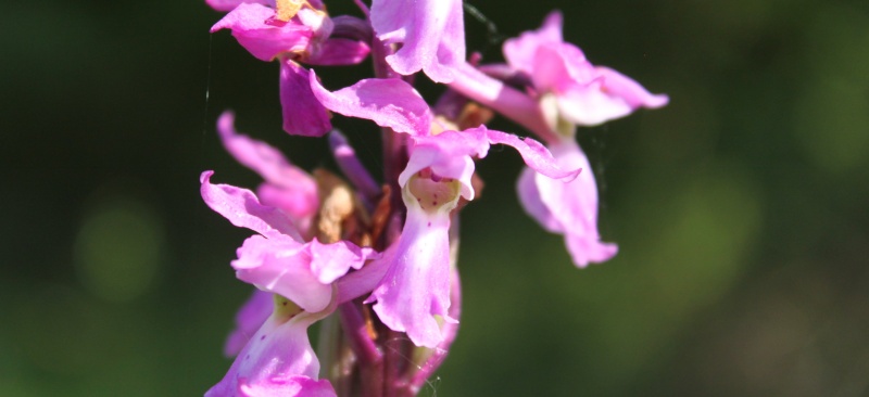 orchid19.jpg