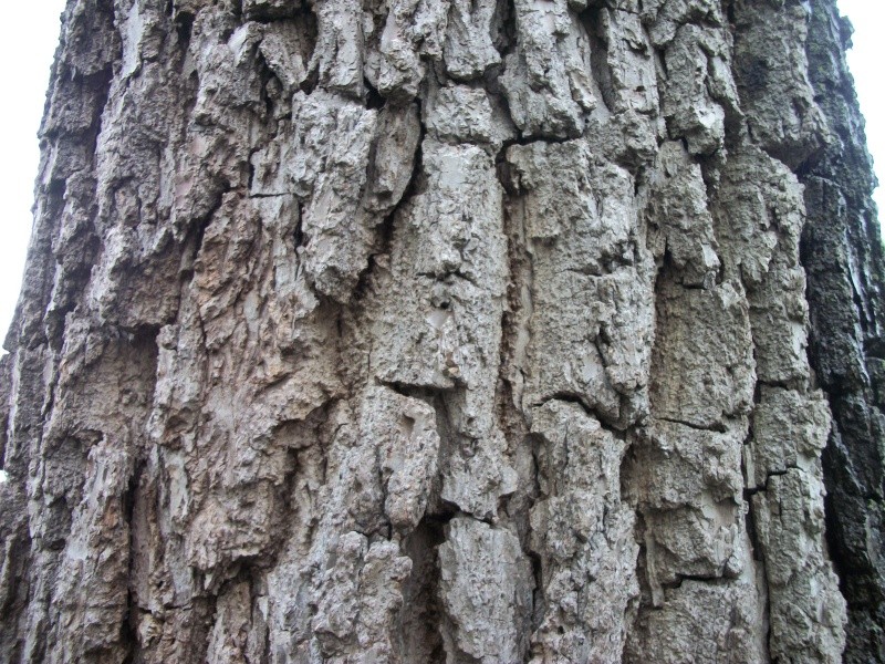 Black Walnut Toxicity