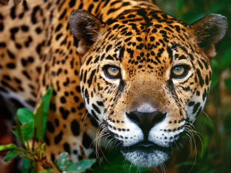 jaguar12.jpg