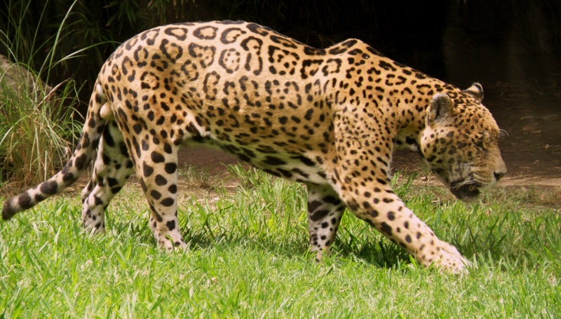 jaguar13.jpg