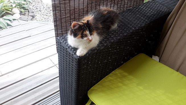 Chat blessé respiration rapide
