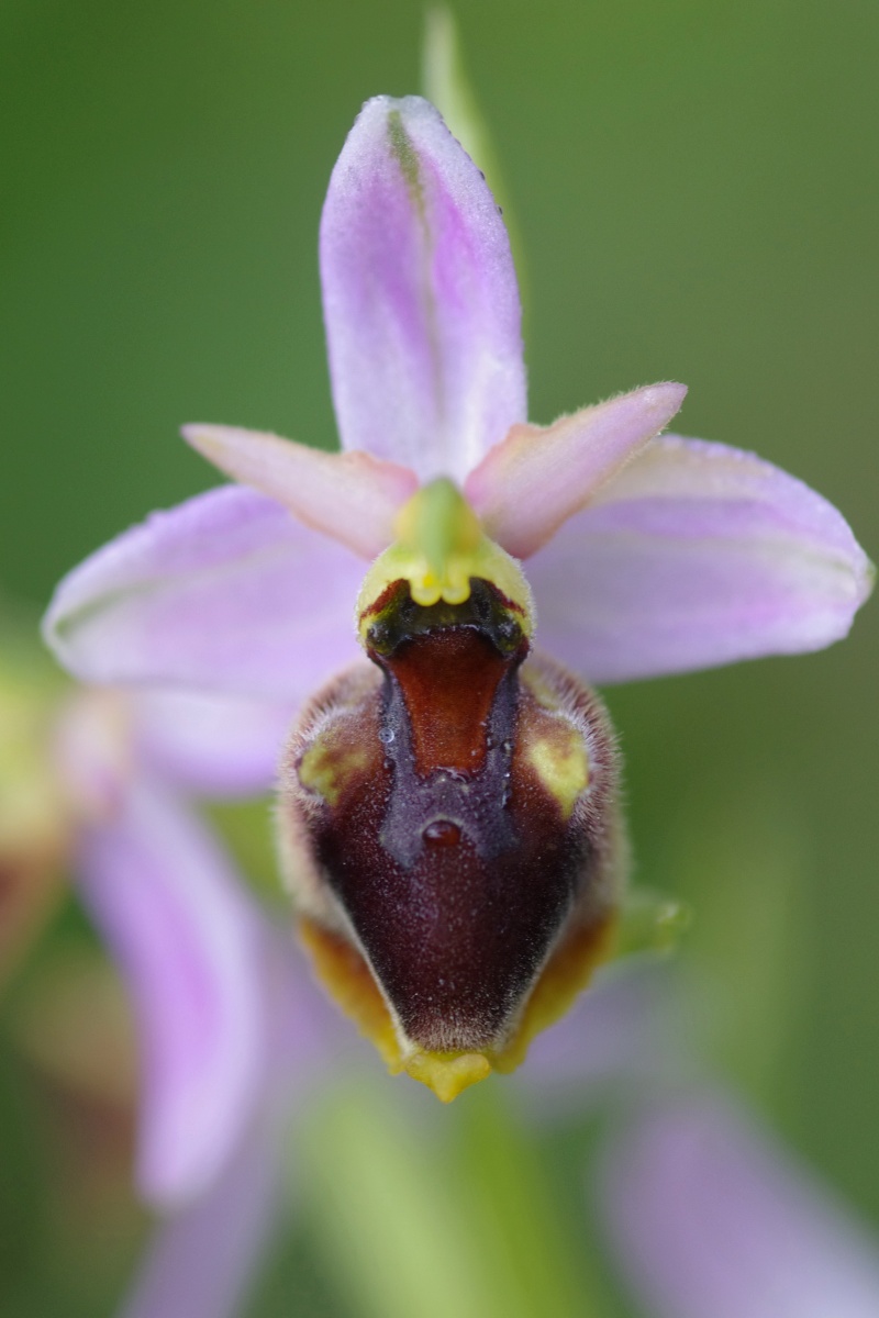 ophrys14.jpg