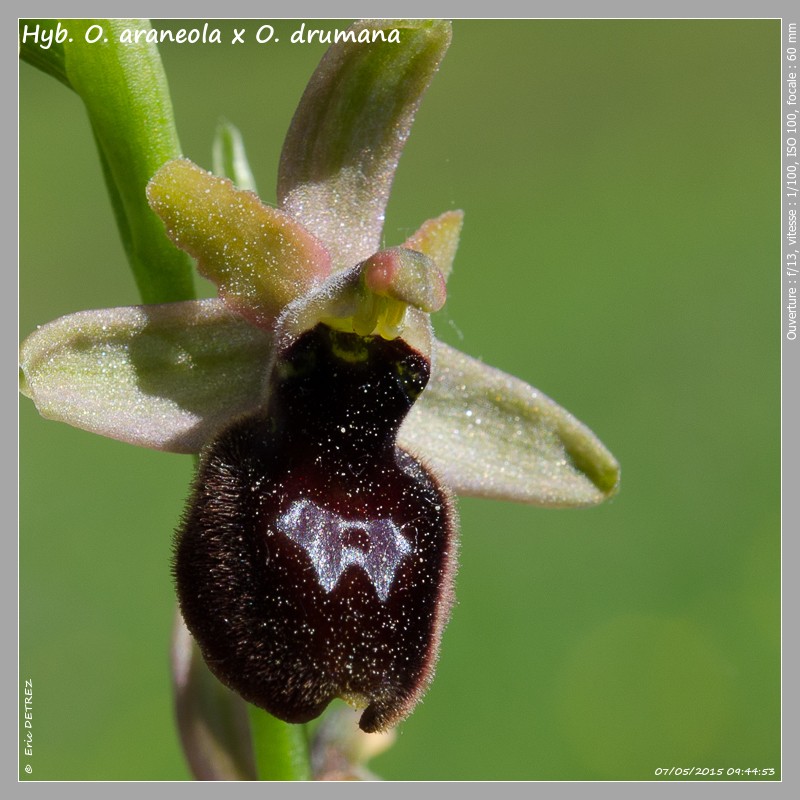 ophrys59.jpg