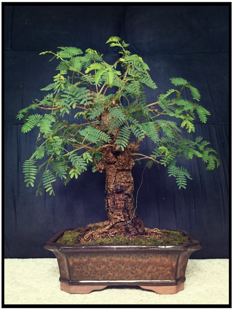 Leucaena Leucocephala (aka Mimosa, Haole koa) progression from Yamadori