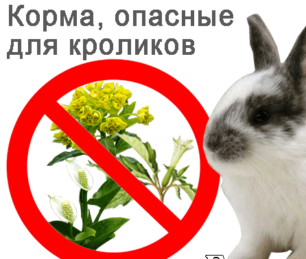 Можно давать кроликам деревья. Опасные корма для кроликов. Какие ветки можно давать кроликам. Ветки для кроликов. Какие ветки можно давать кроликам декоративным.
