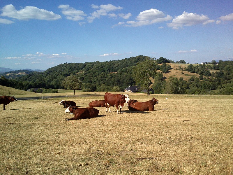 vache_11.jpg