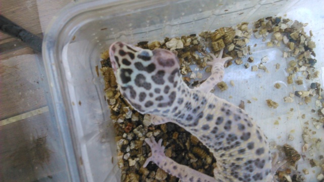 gecko110.jpg
